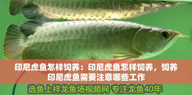 印尼虎魚怎樣飼養(yǎng):印尼虎魚怎樣飼養(yǎng),飼養(yǎng)印尼虎魚需要注意哪些工作 虎魚百科 第2張 印尼虎魚怎樣飼養(yǎng):印尼虎魚怎樣飼養(yǎng),飼養(yǎng)印尼虎魚需要注意哪些工作 印尼虎魚怎樣飼養(yǎng):印尼虎魚怎樣飼養(yǎng),飼養(yǎng)印尼虎魚需要注意哪些工作 虎魚百科 第2張