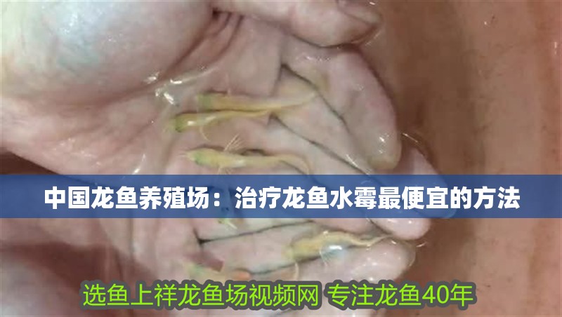 中國龍魚養(yǎng)殖場(chǎng)：治療龍魚水霉最便宜的方法