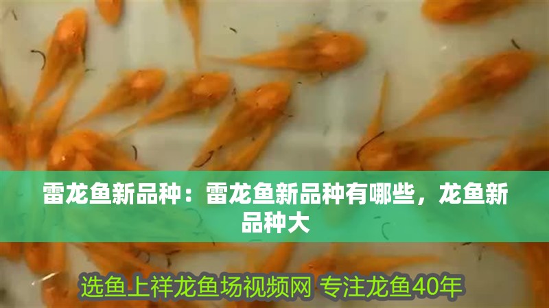 雷龍魚新品種：雷龍魚新品種有哪些，龍魚新品種大
