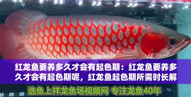 紅龍魚要養多久才會有起色期：紅龍魚要養多久才會有起色期呢，紅龍魚起色期所需時長解析 紅龍魚要養多久才會有起色期：紅龍魚要養多久才會有起色期呢，紅龍魚起色期所需時長解析 水族問答