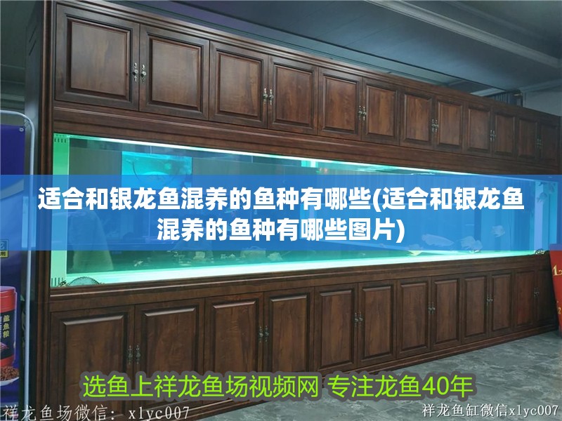 適合和銀龍魚混養(yǎng)的魚種有哪些(適合和銀龍魚混養(yǎng)的魚種有哪些圖片)