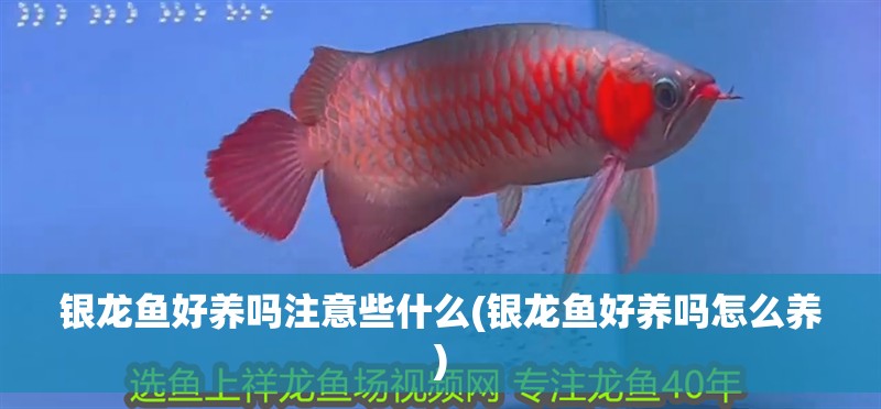 銀龍魚好養嗎注意些什么(銀龍魚好養嗎怎么養)