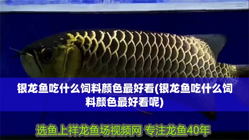 銀龍魚吃什么飼料顏色最好看(銀龍魚吃什么飼料顏色最好看呢)