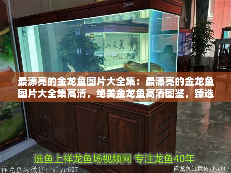 最漂亮的金龍魚圖片大全集：最漂亮的金龍魚圖片大全集高清，絕美金龍魚高清圖鑒，臻選最漂亮金龍魚圖片大全集