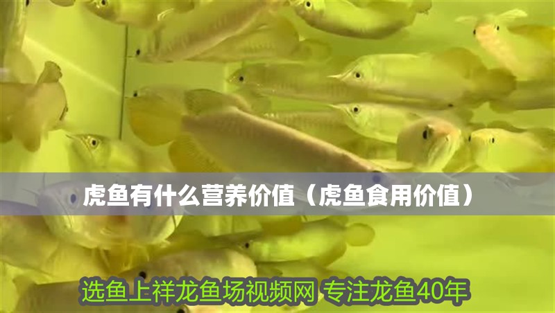 虎魚有什么營養價值（虎魚食用價值）