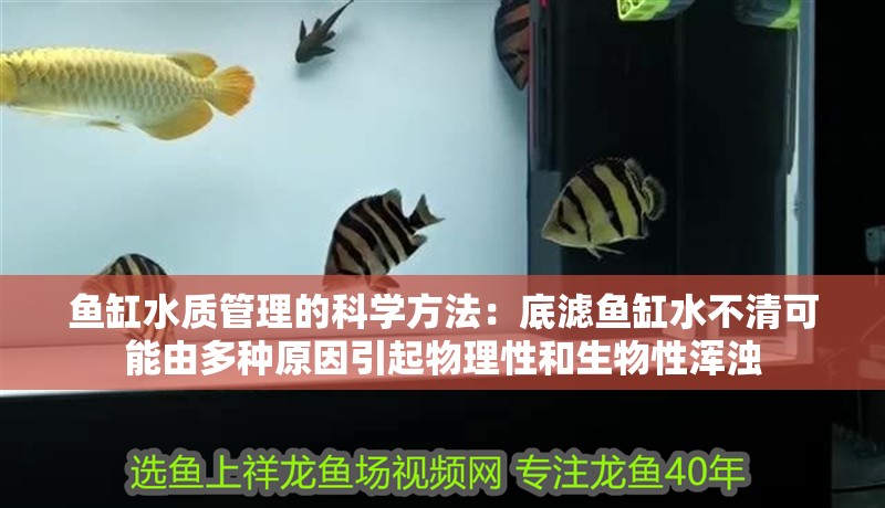 魚缸水質(zhì)管理的科學(xué)方法：底濾魚缸水不清可能由多種原因引起物理性和生物性渾濁