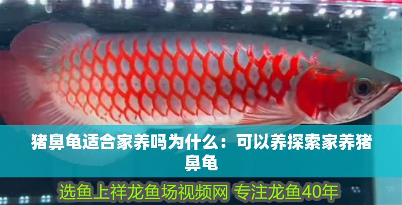 豬鼻龜適合家養嗎為什么：可以養探索家養豬鼻龜