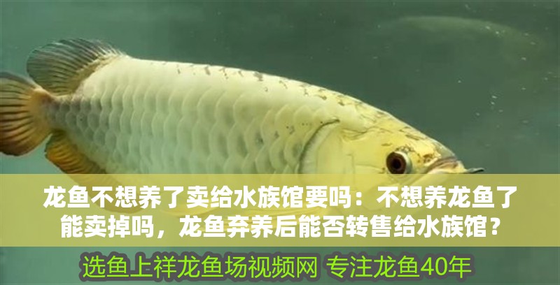 龍魚不想養了賣給水族館要嗎：不想養龍魚了能賣掉嗎，龍魚棄養后能否轉售給水族館？ 龍魚不想養了賣給水族館要嗎：不想養龍魚了能賣掉嗎，龍魚棄養后能否轉售給水族館？ 水族問答
