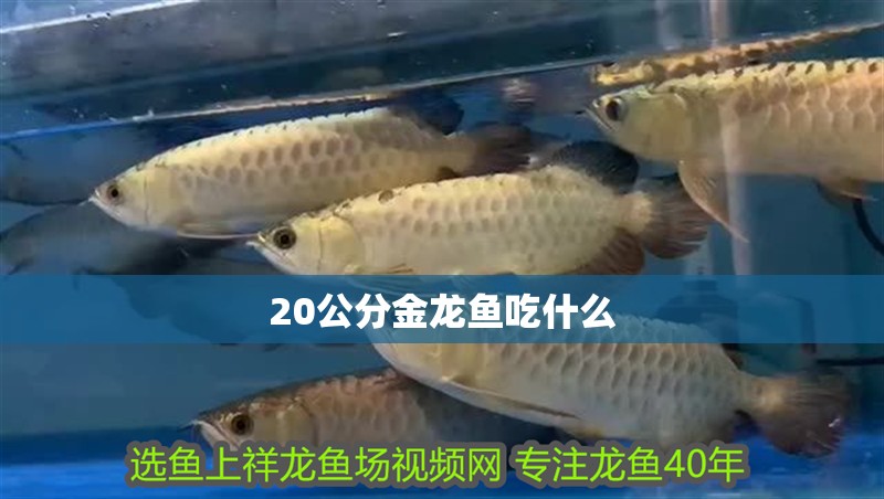 20公分金龍魚吃什么