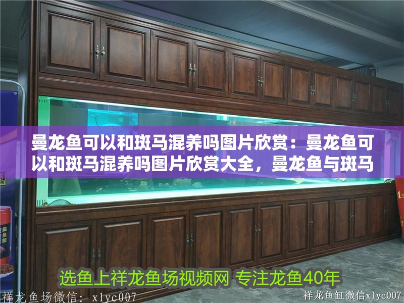 曼龍魚可以和斑馬混養(yǎng)嗎圖片欣賞:曼龍魚可以和斑馬混養(yǎng)嗎圖片欣賞大全,曼龍魚與斑馬混養(yǎng)可行性及 水族問答 曼龍魚可以和斑馬混養(yǎng)嗎圖片欣賞:曼龍魚可以和斑馬混養(yǎng)嗎圖片欣賞大全,曼龍魚與斑馬混養(yǎng)可行性及 曼龍魚可以和斑馬混養(yǎng)嗎圖片欣賞:曼龍魚可以和斑馬混養(yǎng)嗎圖片欣賞大全,曼龍魚與斑馬混養(yǎng)可行性及 水族問答