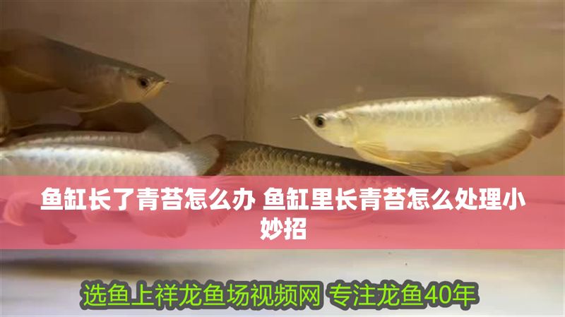 魚缸長了青苔怎么辦 魚缸里長青苔怎么處理小妙招