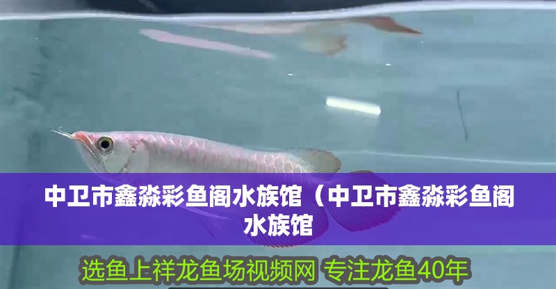 中衛市鑫淼彩魚閣水族館（中衛市鑫淼彩魚閣水族館 中衛市鑫淼彩魚閣水族館（中衛市鑫淼彩魚閣水族館 全國水族館企業名錄 第3張