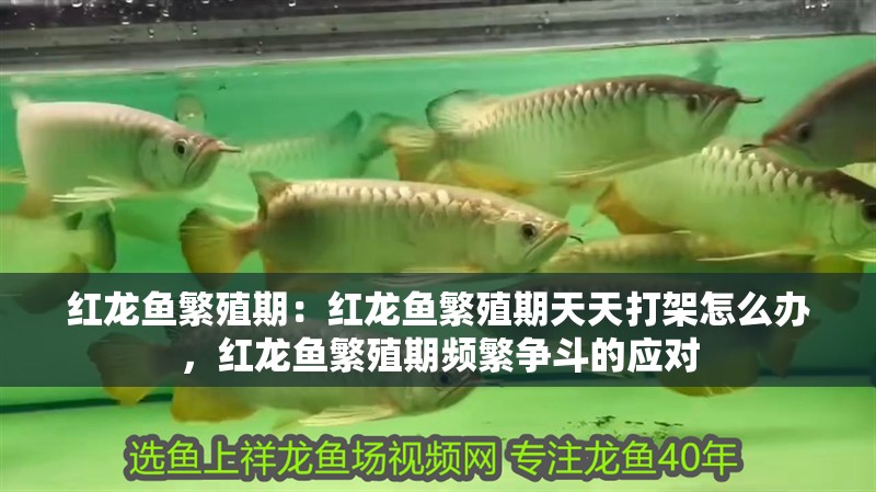 紅龍魚繁殖期：紅龍魚繁殖期天天打架怎么辦，紅龍魚繁殖期頻繁爭斗的應對