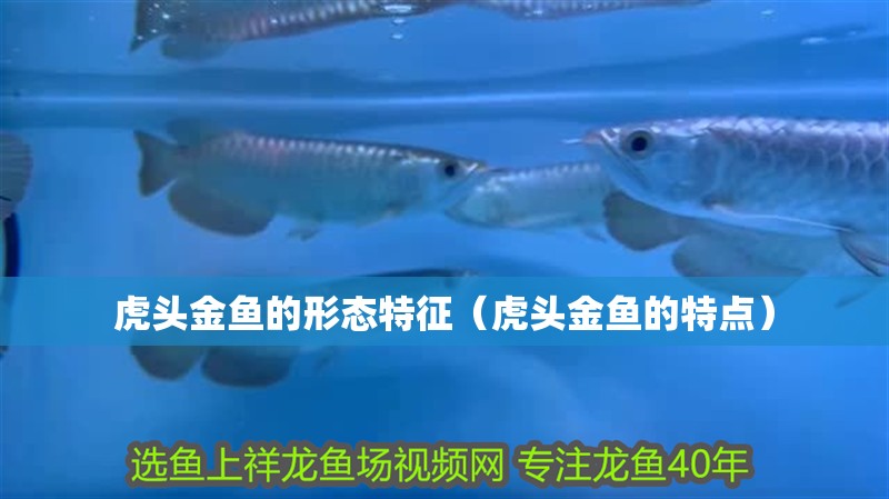 虎頭金魚的形態特征（虎頭金魚的特點）