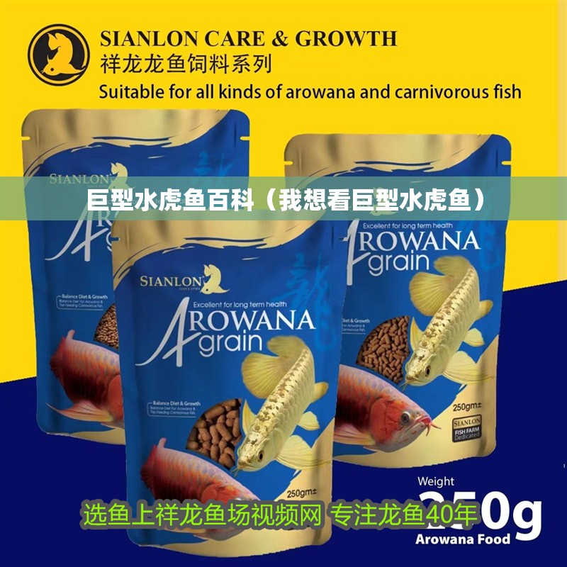 巨型水虎魚百科（我想看巨型水虎魚） 巨型水虎魚百科（我想看巨型水虎魚） 虎魚百科