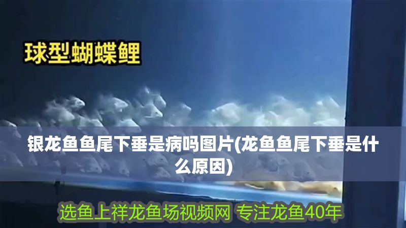 銀龍魚魚尾下垂是病嗎圖片(龍魚魚尾下垂是什么原因)