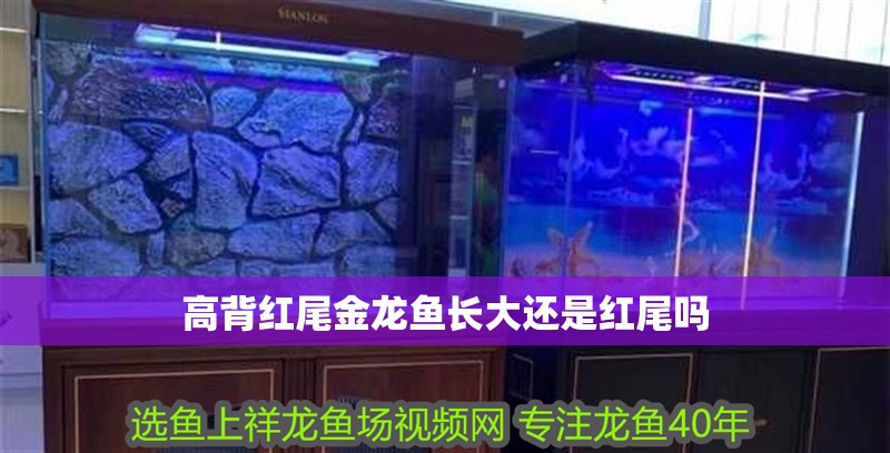 高背紅尾金龍魚長(zhǎng)大還是紅尾嗎