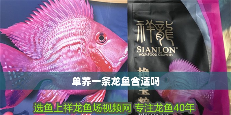 單養一條龍魚合適嗎 單養一條龍魚合適嗎 龍魚百科