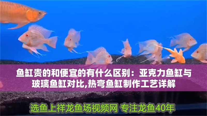 魚缸貴的和便宜的有什么區別：亞克力魚缸與玻璃魚缸對比,熱彎魚缸制作工藝詳解 魚缸貴的和便宜的有什么區別：亞克力魚缸與玻璃魚缸對比,熱彎魚缸制作工藝詳解 魚缸百科
