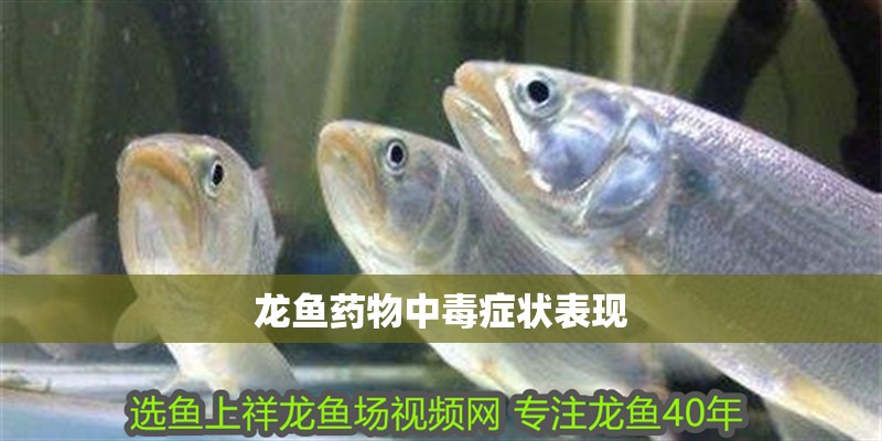 龍魚藥物中毒癥狀表現(xiàn)