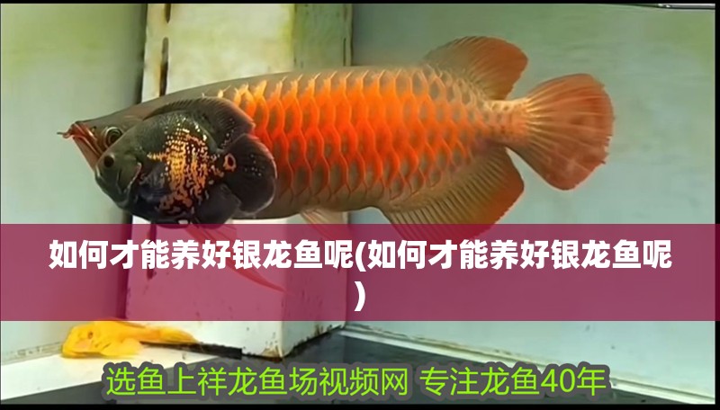 如何才能養好銀龍魚呢(如何才能養好銀龍魚呢)