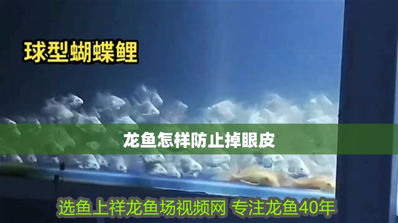 龍魚怎樣防止掉眼皮 龍魚怎樣防止掉眼皮 龍魚百科