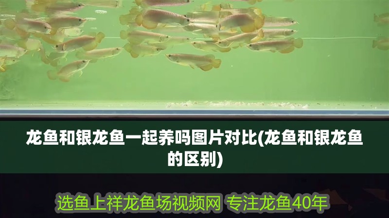 龍魚和銀龍魚一起養(yǎng)嗎圖片對比(龍魚和銀龍魚的區(qū)別)
