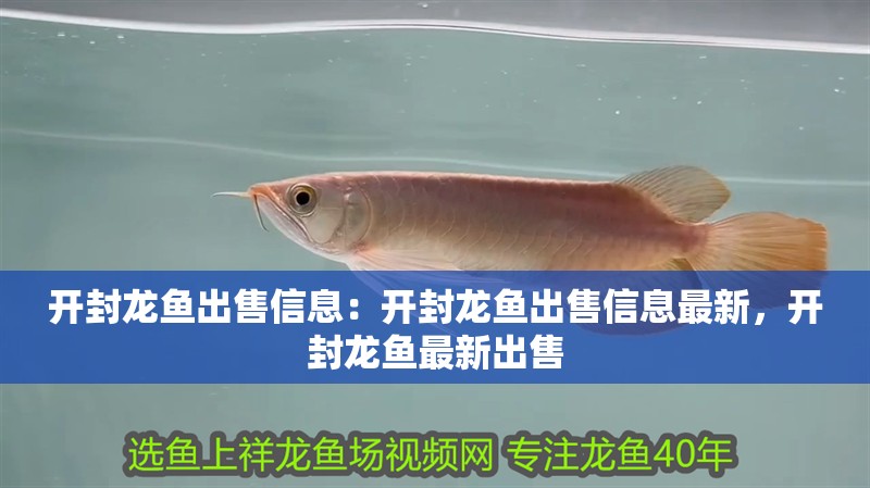 開封龍魚出售信息：開封龍魚出售信息最新，開封龍魚最新出售