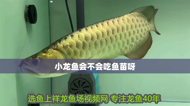 小龍魚會不會吃魚苗呀