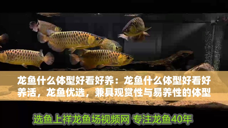 龍魚什么體型好看好養：龍魚什么體型好看好養活，龍魚優選，兼具觀賞性與易養性的體型解析