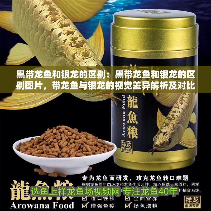 黑帶龍魚和銀龍的區別：黑帶龍魚和銀龍的區別圖片，帶龍魚與銀龍的視覺差異解析及對比圖鑒