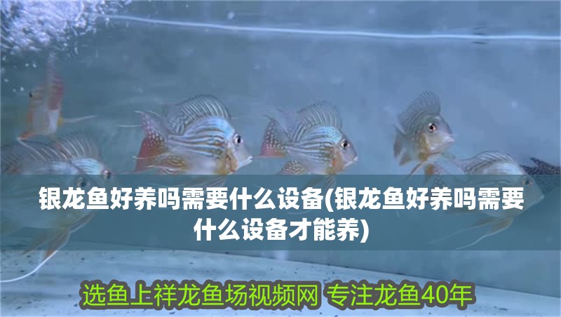 銀龍魚好養嗎需要什么設備(銀龍魚好養嗎需要什么設備才能養)