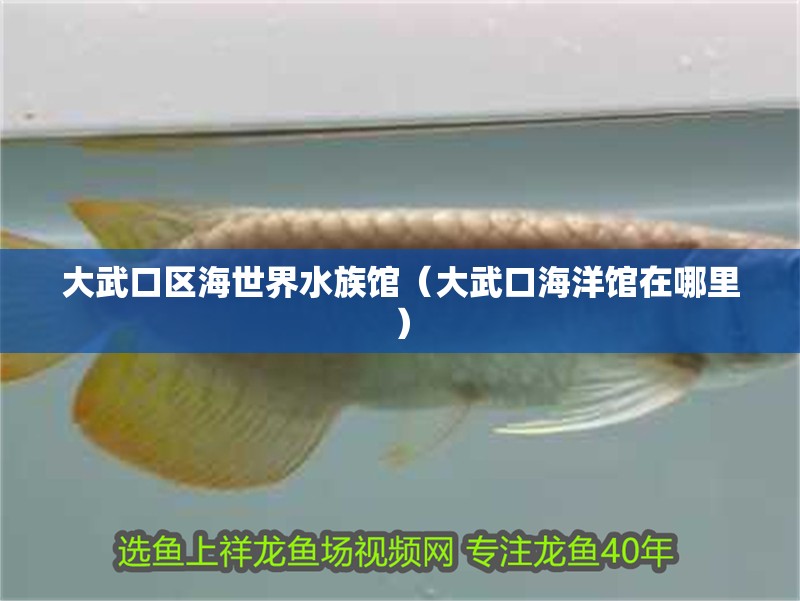 大武口區(qū)海世界水族館（大武口海洋館在哪里） 大武口區(qū)海世界水族館（大武口海洋館在哪里） 全國水族館企業(yè)名錄 第2張
