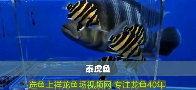 泰虎魚