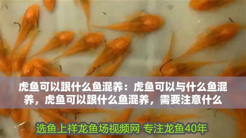 虎魚可以跟什么魚混養：虎魚可以與什么魚混養，虎魚可以跟什么魚混養，需要注意什么