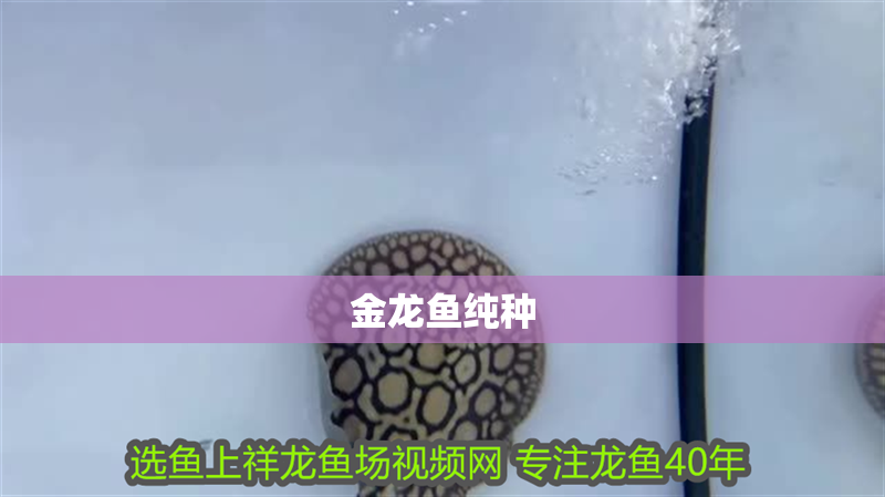金龍魚純種