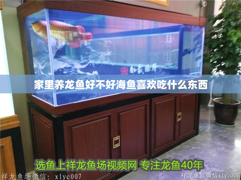家里養龍魚好不好海魚喜歡吃什么東西