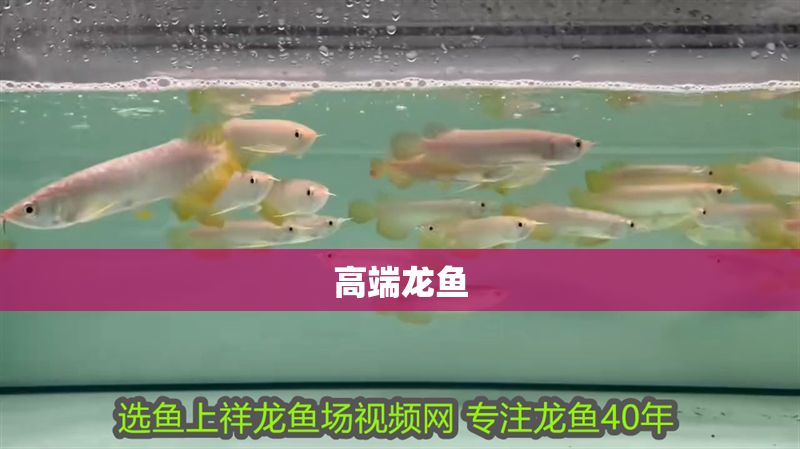 高端龍魚 高端龍魚 龍魚百科 第1張
