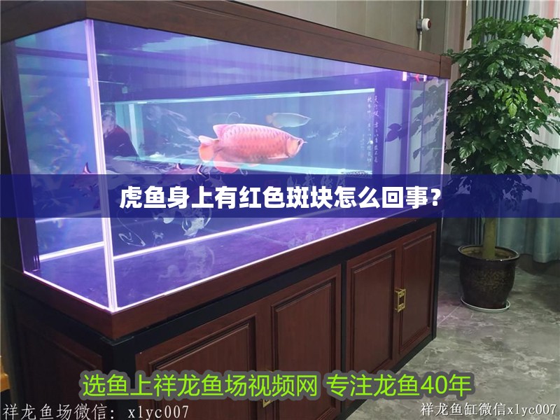 虎魚身上有紅色斑塊怎么回事？