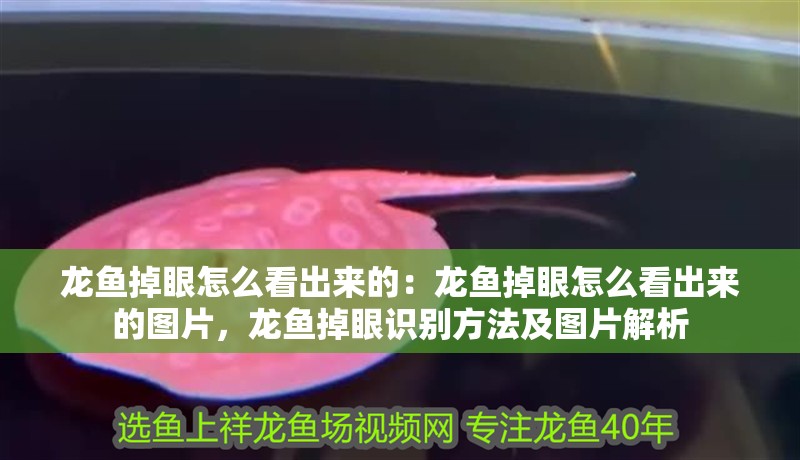 龍魚掉眼怎么看出來的：龍魚掉眼怎么看出來的圖片，龍魚掉眼識別方法及圖片解析