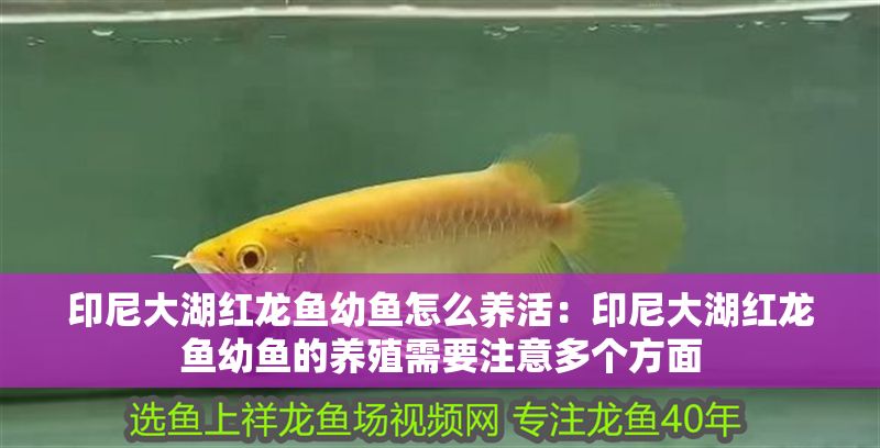 印尼大湖紅龍魚幼魚怎么養(yǎng)活：印尼大湖紅龍魚幼魚的養(yǎng)殖需要注意多個方面