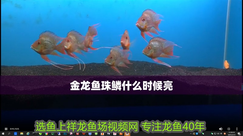 金龍魚珠鱗什么時候亮 金龍魚珠鱗什么時候亮 龍魚百科