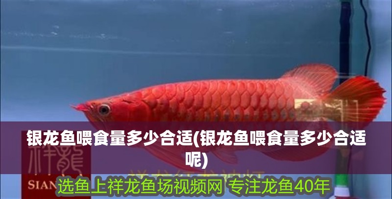銀龍魚喂食量多少合適(銀龍魚喂食量多少合適呢) 銀龍魚喂食量多少合適(銀龍魚喂食量多少合適呢) 銀龍魚百科