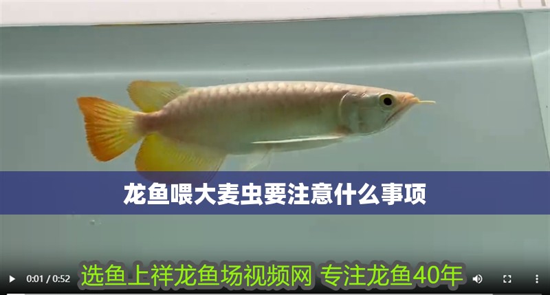 龍魚喂大麥蟲要注意什么事項 龍魚百科 龍魚喂大麥蟲要注意什么事項 龍魚喂大麥蟲要注意什么事項 龍魚百科