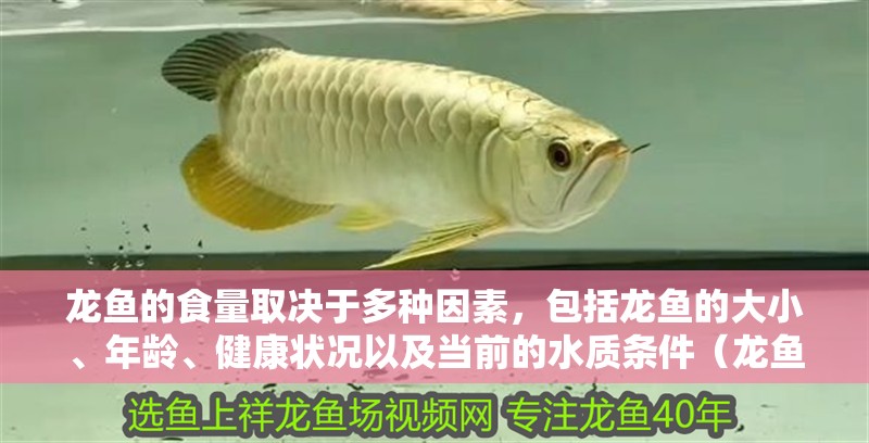 龍魚的食量取決于多種因素，包括龍魚的大小、年齡、健康狀況以及當前的水質條件（龍魚的喂養方法）