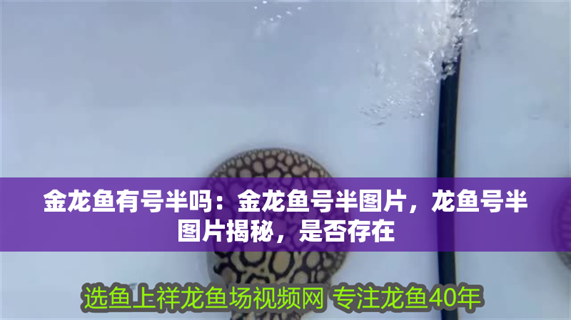 金龍魚有號半嗎：金龍魚號半圖片，龍魚號半圖片揭秘，是否存在 金龍魚有號半嗎：金龍魚號半圖片，龍魚號半圖片揭秘，是否存在 水族問答