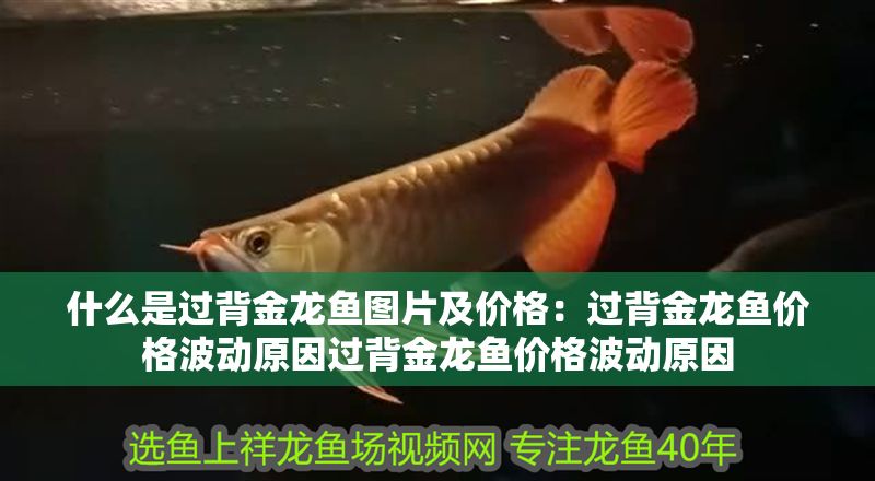 什么是過背金龍魚圖片及價格：過背金龍魚價格波動原因過背金龍魚價格波動原因
