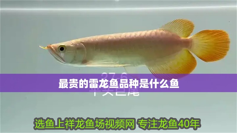 最貴的雷龍魚品種是什么魚