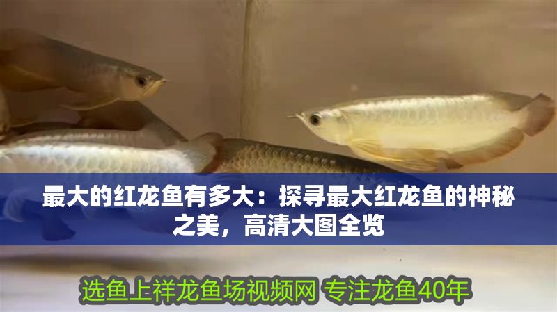 最大的紅龍魚有多大：探尋最大紅龍魚的神秘之美，高清大圖全覽