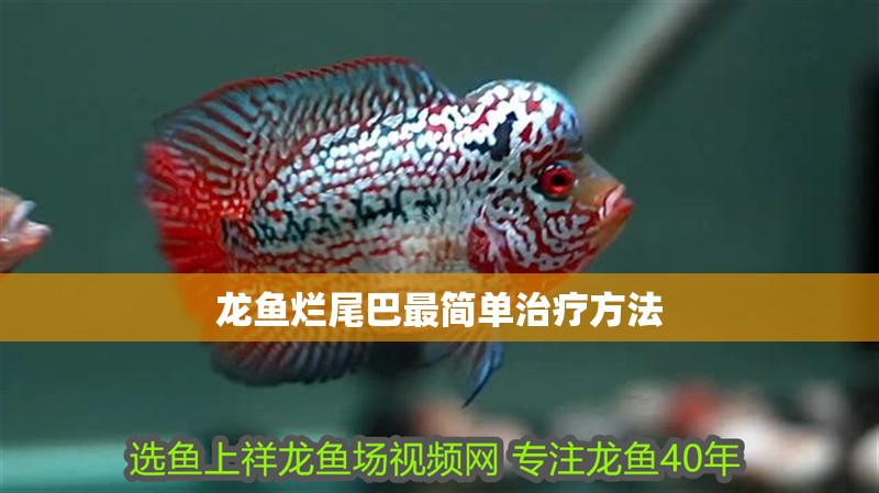 龍魚爛尾巴最簡單治療方法 龍魚爛尾巴最簡單治療方法 龍魚百科